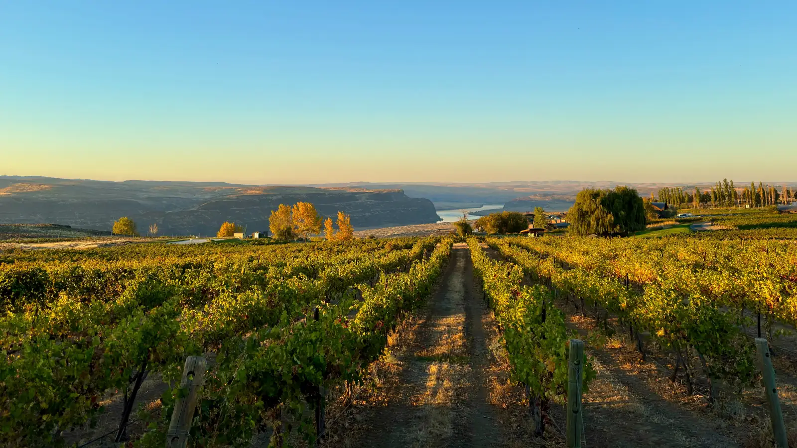 Rows of grapevines in golden evening light above the Columbia River canyon in the Ancient Lakes area of Washington.