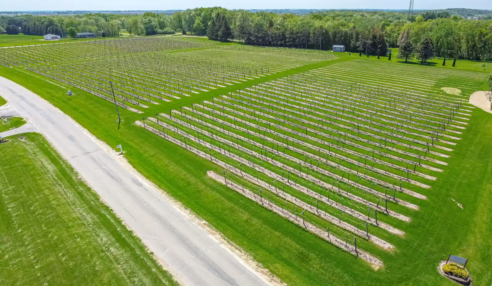 Aerial view of rows of trellised grapevines on bright green mown grass beside a paved country road, with a tree line behind, in Wisconsin vineyard country.