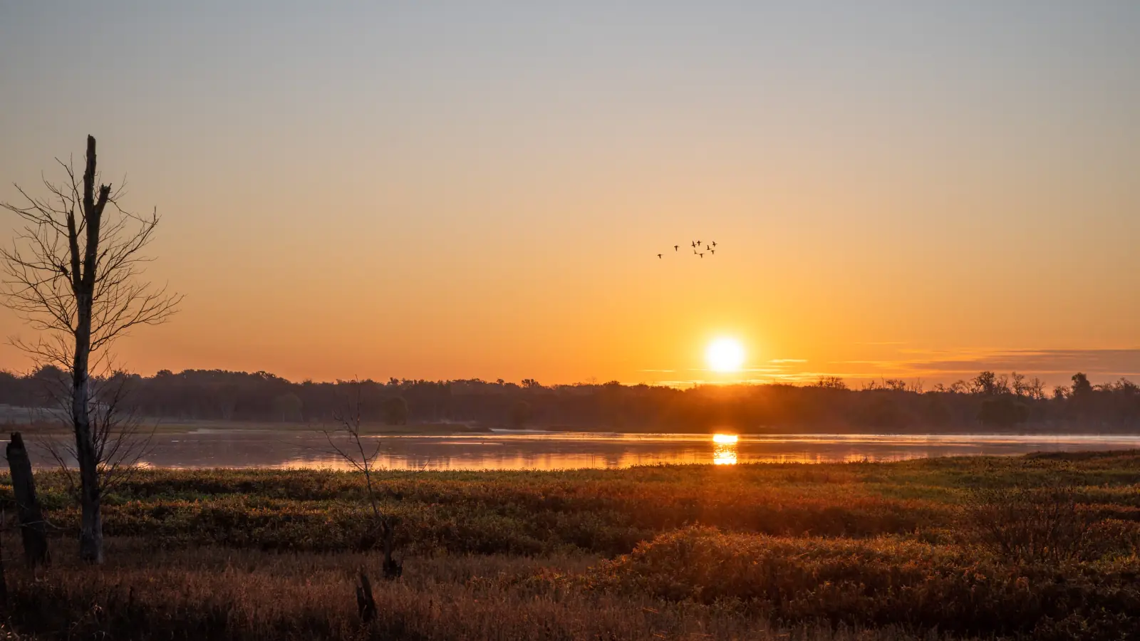 Golden sunrise over a Lake Texoma wetland with a flock of geese flying across the sky.