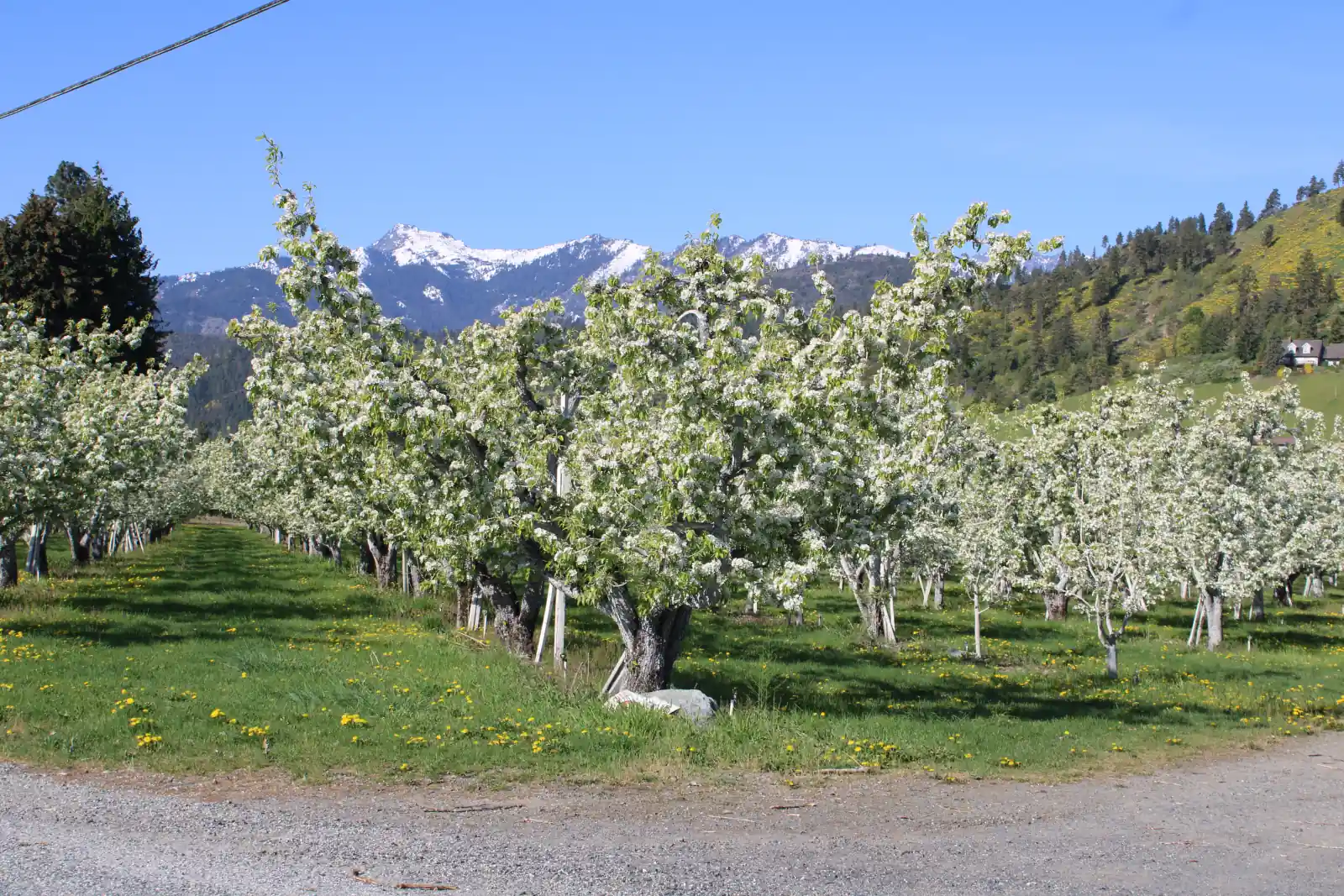 An orchard in full bloom beneath snow-capped Cascade peaks in the Wenatchee River Valley, Washington.