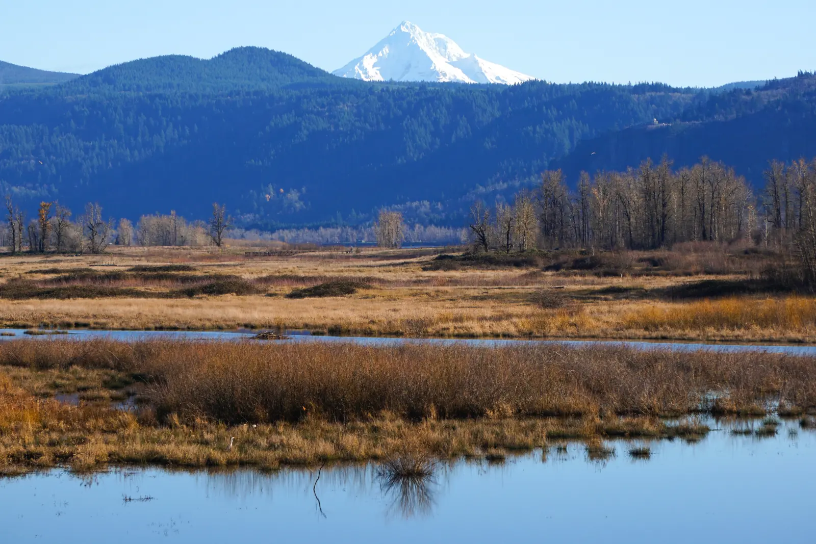 Mount Hood rising above forested Columbia River Gorge hills and the wetlands of Steigerwald Lake National Wildlife Refuge near Washougal, Washington, on a clear winter day.