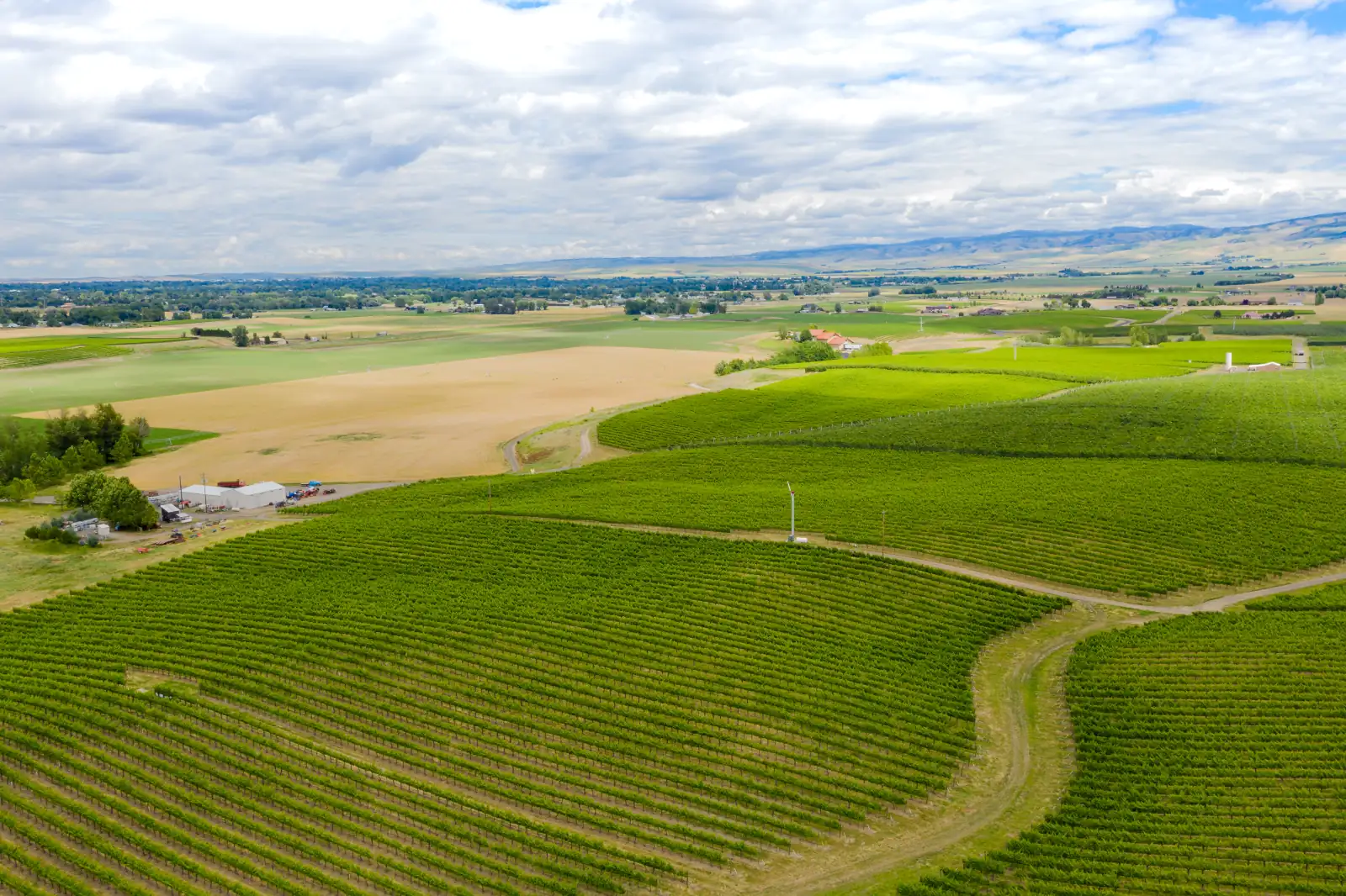 Aerial view of green vineyard blocks and farm fields in the Walla Walla Valley under a cloudy sky, with distant hills on the horizon.