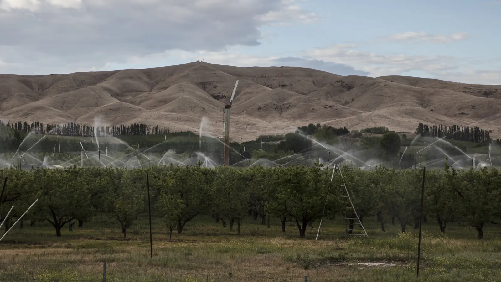 Sprinklers water rows of fruit trees in an orchard below dry brown hills and a cloudy sky near Wapato in the Yakima Valley.