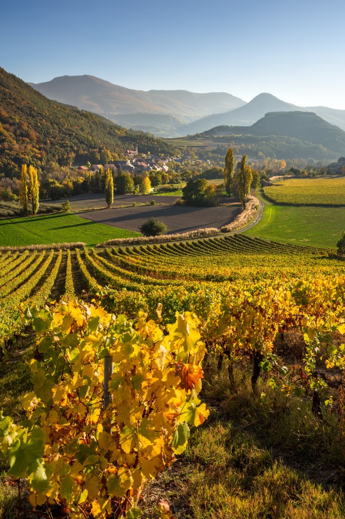 A quiet vineyard row in Washington wine country.